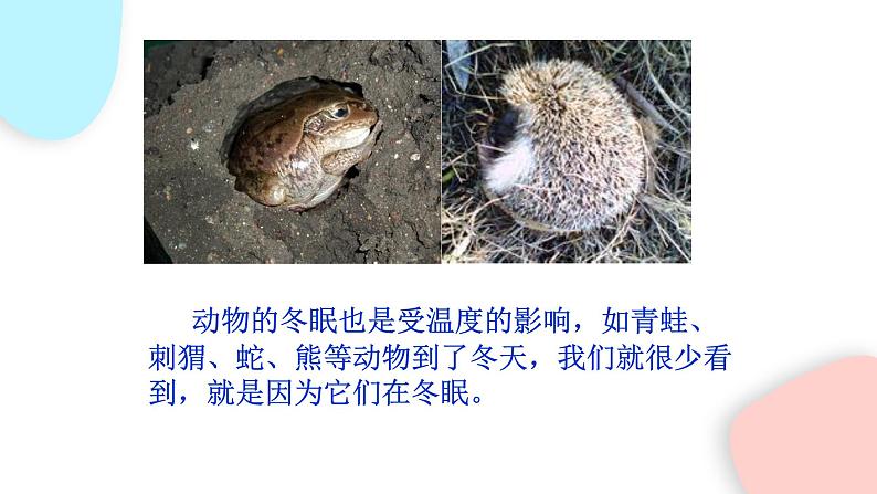 1.2.1 生物与环境的关系  课件 初中生物人教版七年级上册08