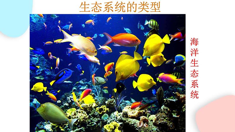 1.2.3 生物圈是最大的生态系统  课件 初中生物人教版七年级上册06