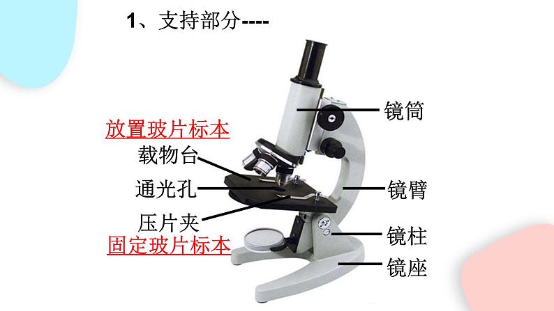 2.1.1 练习使用显微镜  课件 初中生物人教版七年级上册08