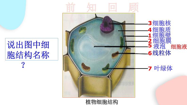 2.1.3 动物细胞  课件 初中生物人教版七年级上册03