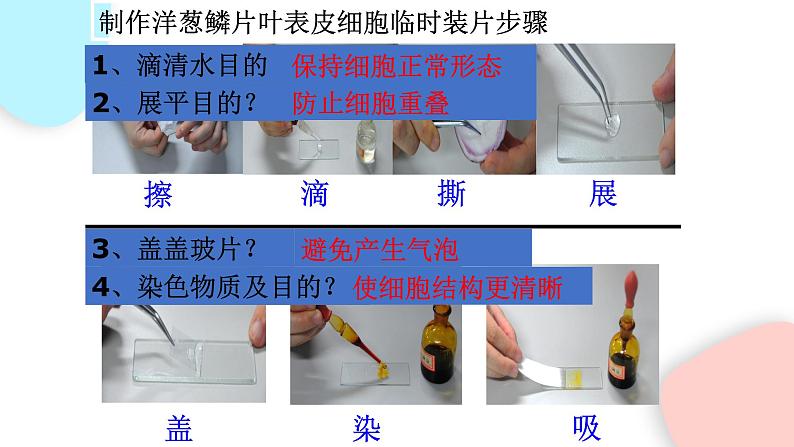 2.1.3 动物细胞  课件 初中生物人教版七年级上册04