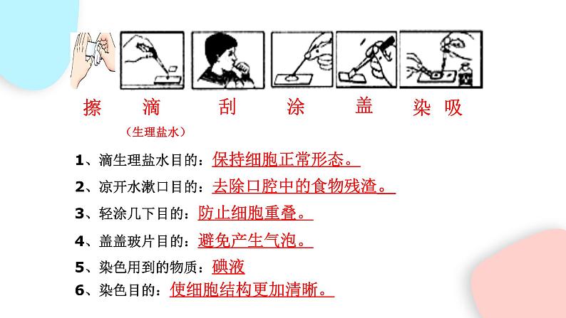 2.1.3 动物细胞  课件 初中生物人教版七年级上册08