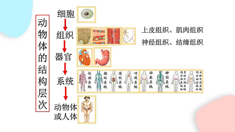 2.2.3 植物体的结构层次  课件 初中生物人教版七年级上册04