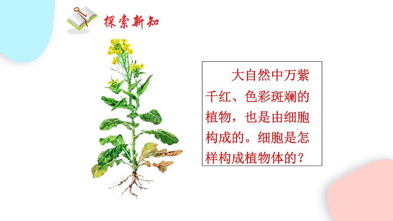 2.2.3 植物体的结构层次  课件 初中生物人教版七年级上册05