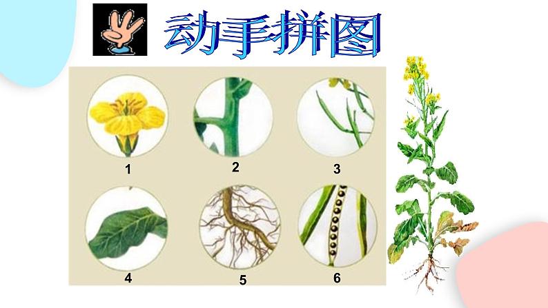 2.2.3 植物体的结构层次  课件 初中生物人教版七年级上册07