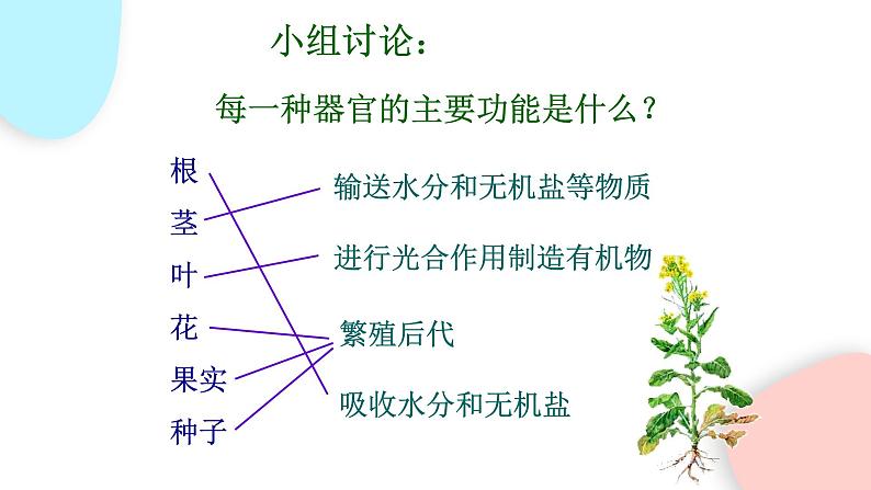 2.2.3 植物体的结构层次  课件 初中生物人教版七年级上册08