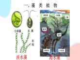 3.1.1 藻类、苔藓和蕨类植物  课件 初中生物人教版七年级上册