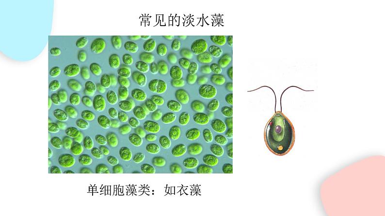 3.1.1 藻类、苔藓和蕨类植物  课件 初中生物人教版七年级上册06