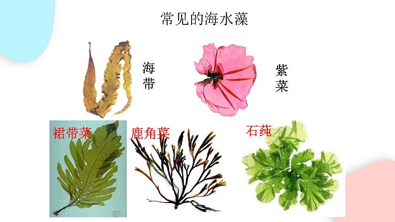 3.1.1 藻类、苔藓和蕨类植物  课件 初中生物人教版七年级上册08