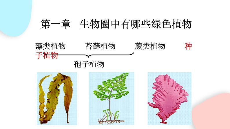 3.1.2 种子植物  课件 初中生物人教版七年级上册04