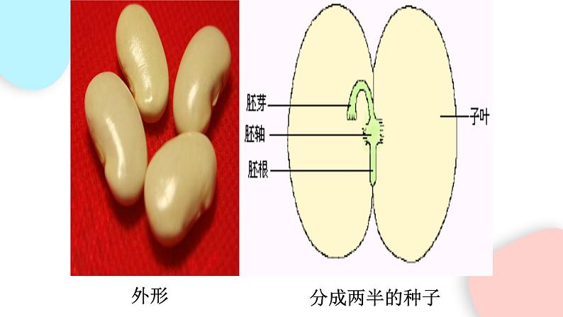 3.1.2 种子植物  课件 初中生物人教版七年级上册08