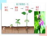 3.2.1 種子的萌發(fā)  課件 初中生物人教版七年級上冊