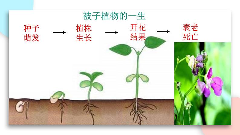 3.2.1 种子的萌发  课件 初中生物人教版七年级上册04