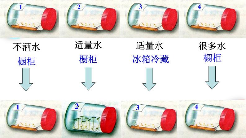 3.2.1 种子的萌发  课件 初中生物人教版七年级上册07