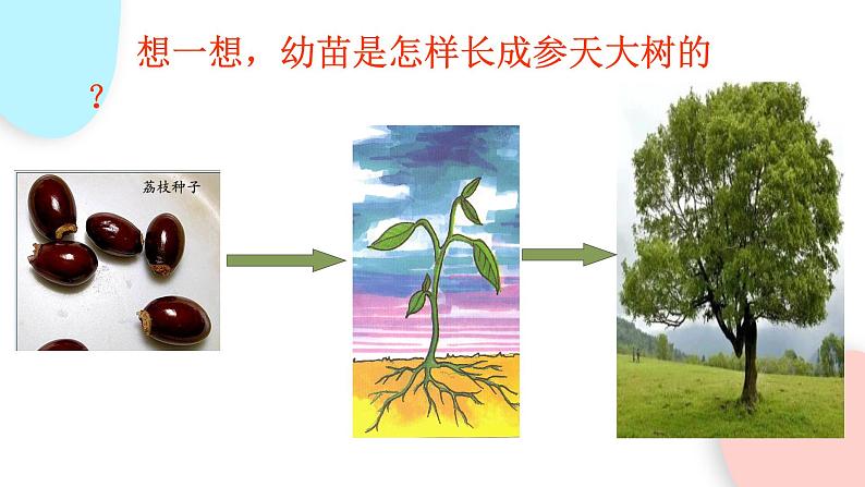 3.2.2 植株的生长  课件 初中生物人教版七年级上册05