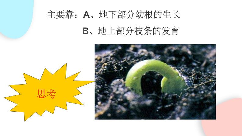 3.2.2 植株的生长  课件 初中生物人教版七年级上册06