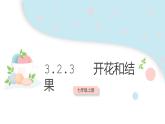 3.2.3 開花和結(jié)果  課件 初中生物人教版七年級上冊