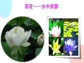 3.2.3 开花和结果  课件 初中生物人教版七年级上册