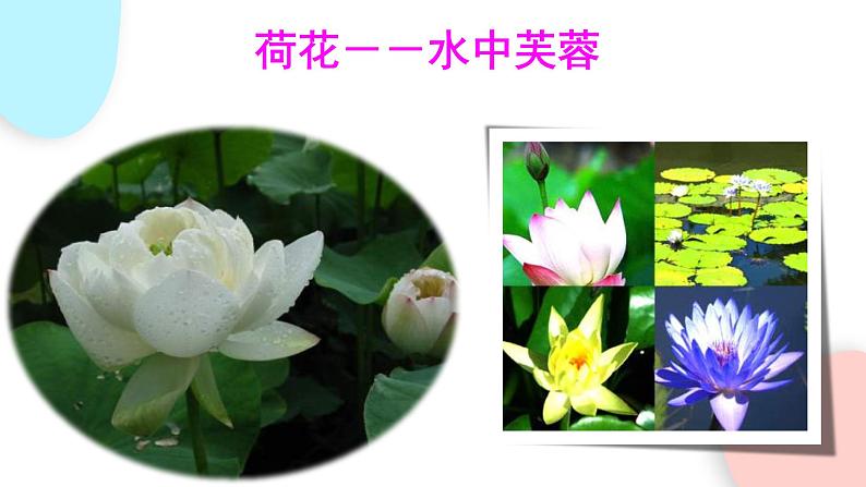 3.2.3 开花和结果  课件 初中生物人教版七年级上册03