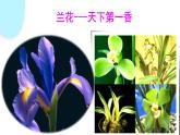 3.2.3 开花和结果  课件 初中生物人教版七年级上册