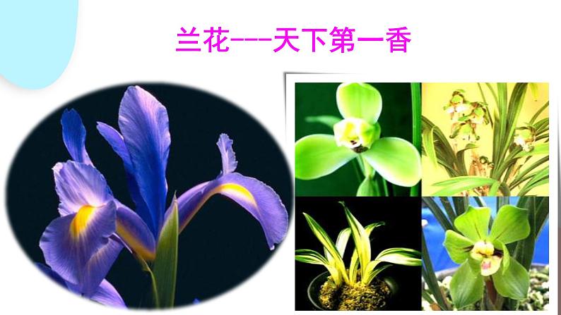 3.2.3 开花和结果  课件 初中生物人教版七年级上册05