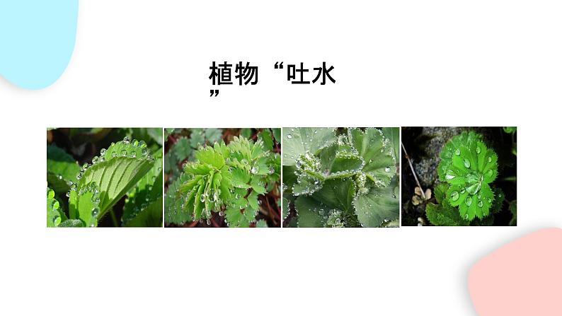 3.3 绿色植物与生物圈的水循环  课件 初中生物人教版七年级上册03