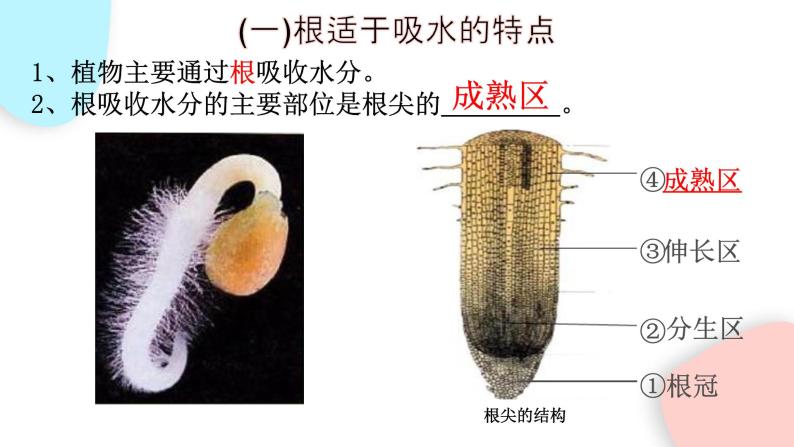 3.3 绿色植物与生物圈的水循环  课件 初中生物人教版七年级上册05