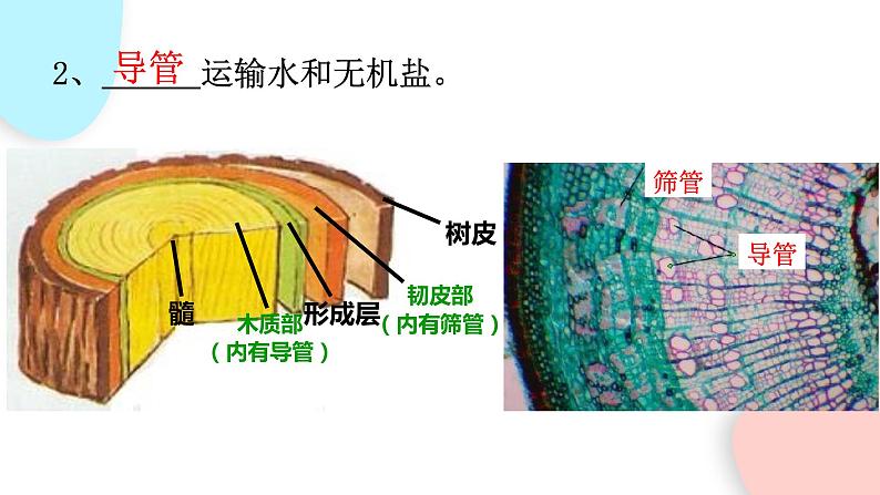 3.3 绿色植物与生物圈的水循环  课件 初中生物人教版七年级上册07