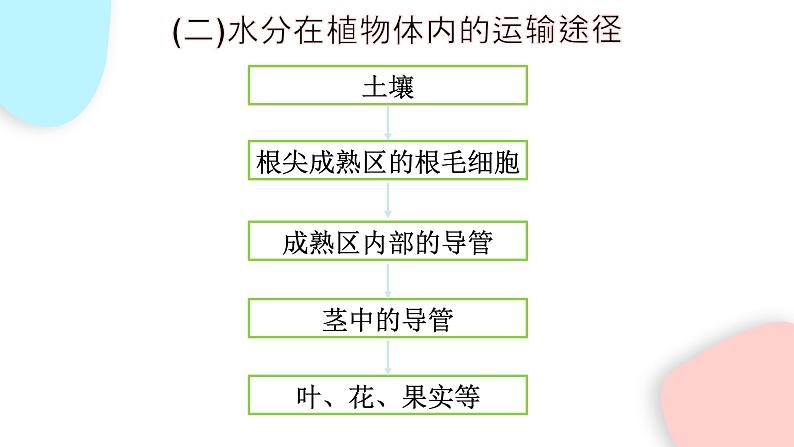 3.3 绿色植物与生物圈的水循环  课件 初中生物人教版七年级上册08