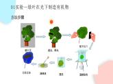 3.4 绿色植物是生物圈中有机物的制造者  课件 初中生物人教版七年级上册