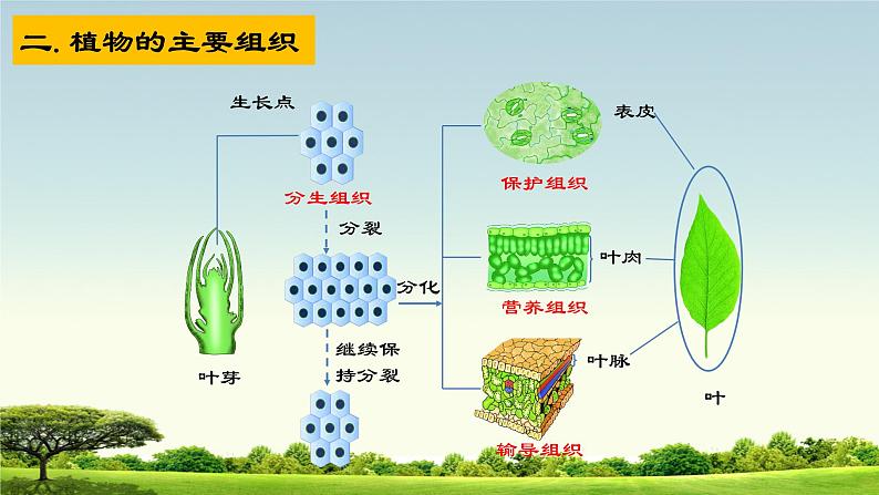 1. 2.2细胞分化形成组织课件2022--2023学年冀少版生物七年级上册06