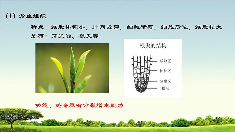 1. 2.2细胞分化形成组织课件2022--2023学年冀少版生物七年级上册07