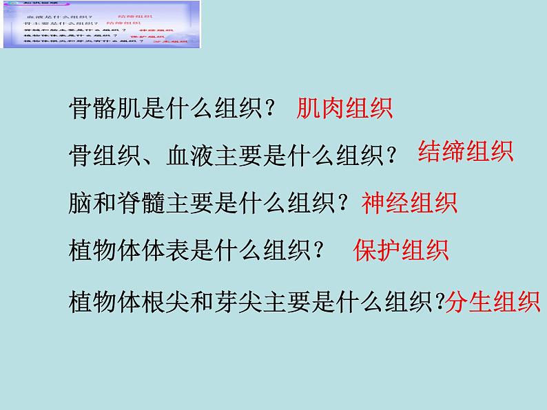 北师大版七年级上册生物  4.2 生物体的器官、系统 课件02