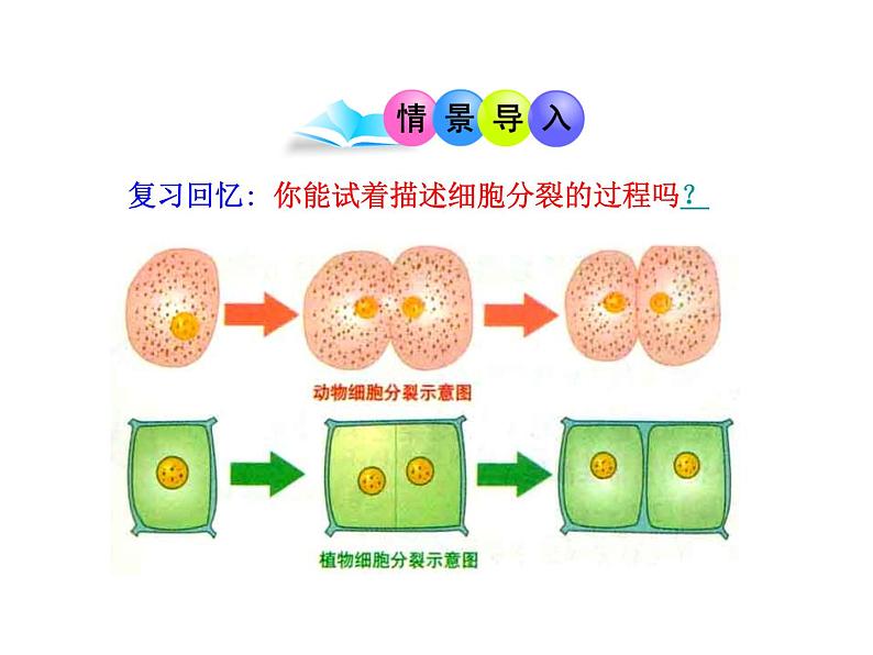 北师大版七年级上册生物  4.1 细胞分化形成组织 课件第2页