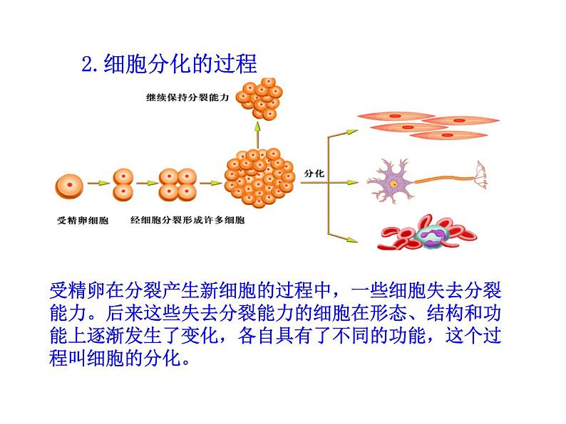 北师大版七年级上册生物  4.1 细胞分化形成组织 课件第7页