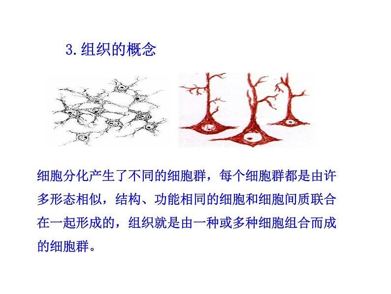 北师大版七年级上册生物  4.1 细胞分化形成组织 课件第8页