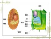 北师大版七年级上册生物  3.2 细胞是生命活动的单位 课件