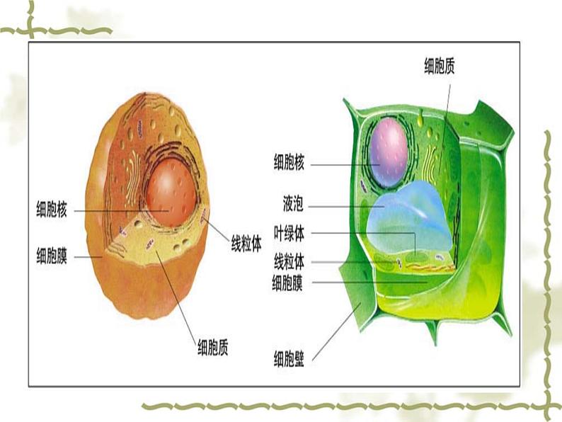 北师大版七年级上册生物  3.2 细胞是生命活动的单位 课件02