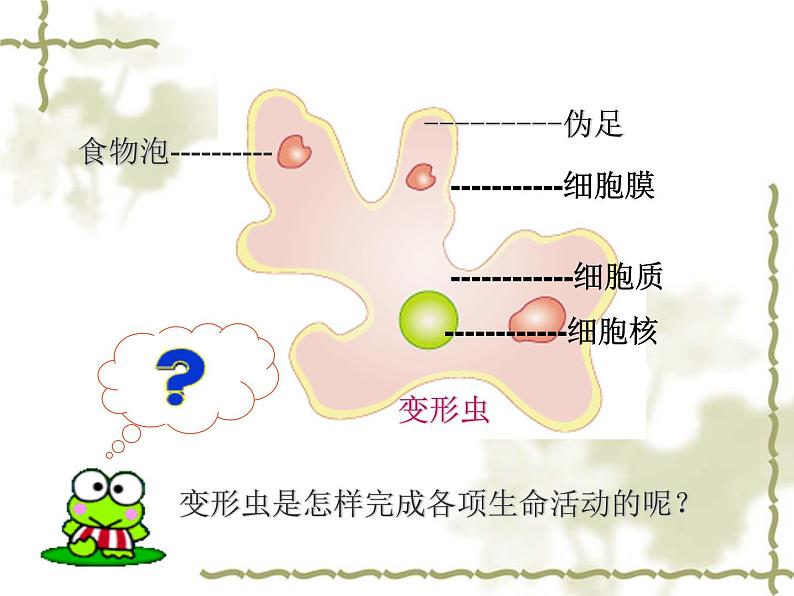 北师大版七年级上册生物  3.2 细胞是生命活动的单位 课件06