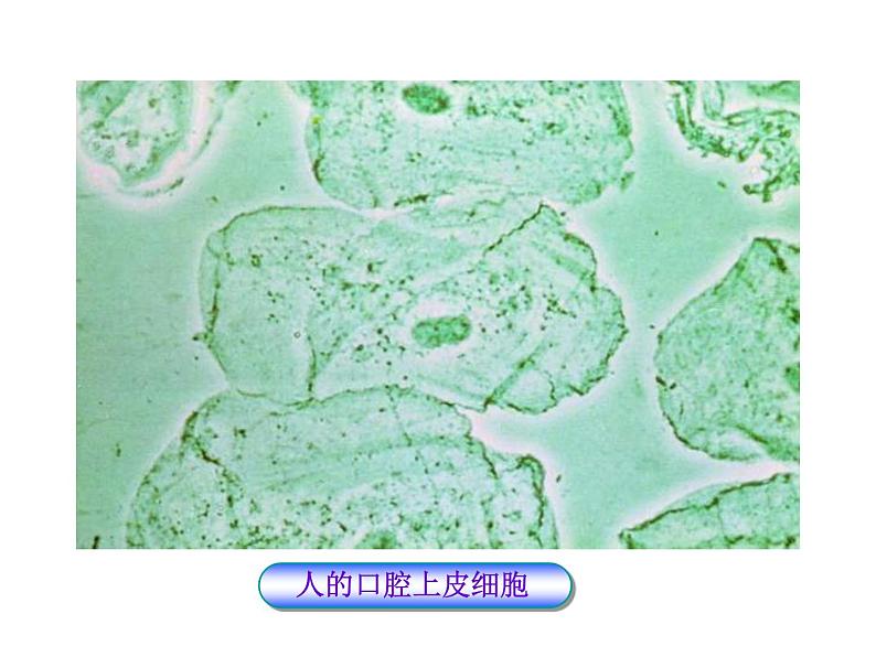 北师大版七年级上册生物  3.1 细胞的基本结构和功能 课件08