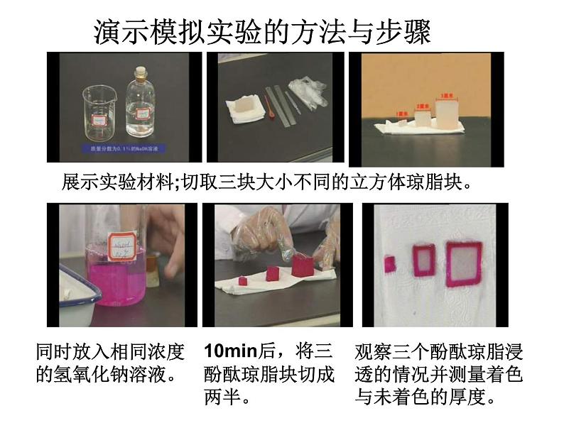 北师大版七年级上册生物  3.3 细胞通过分裂而增殖 课件08