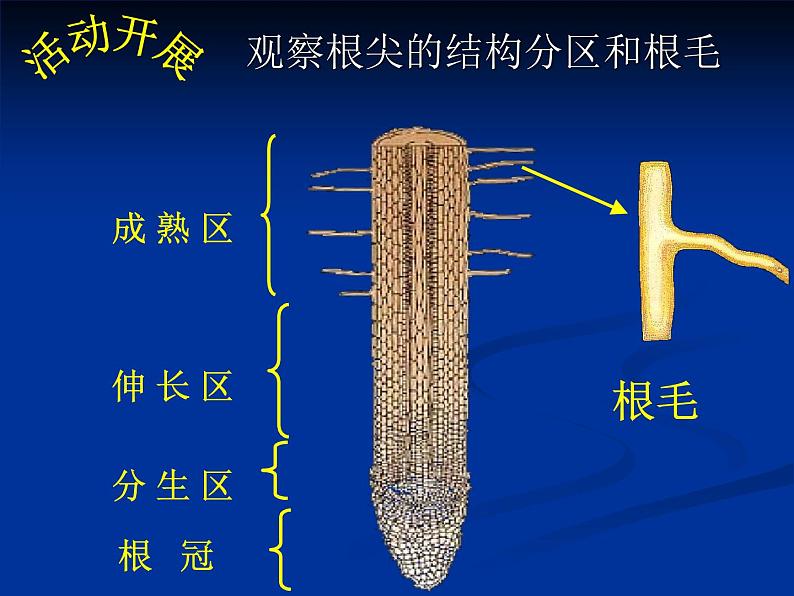 北师大版七年级上册生物  5.3 吸收作用 课件05