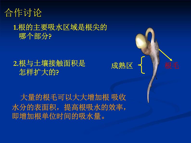 北师大版七年级上册生物  5.3 吸收作用 课件06