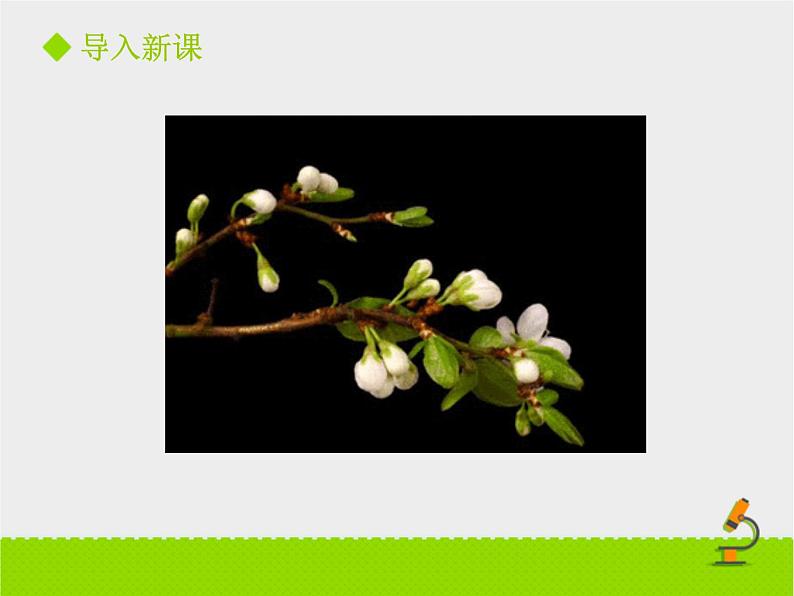 北师大版七年级上册生物  6.3 生殖器官的生长 课件02