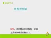 北师大版七年级上册生物  6.3 生殖器官的生长 课件