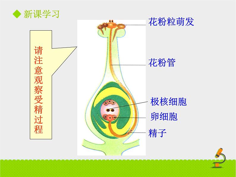 北师大版七年级上册生物  6.3 生殖器官的生长 课件08