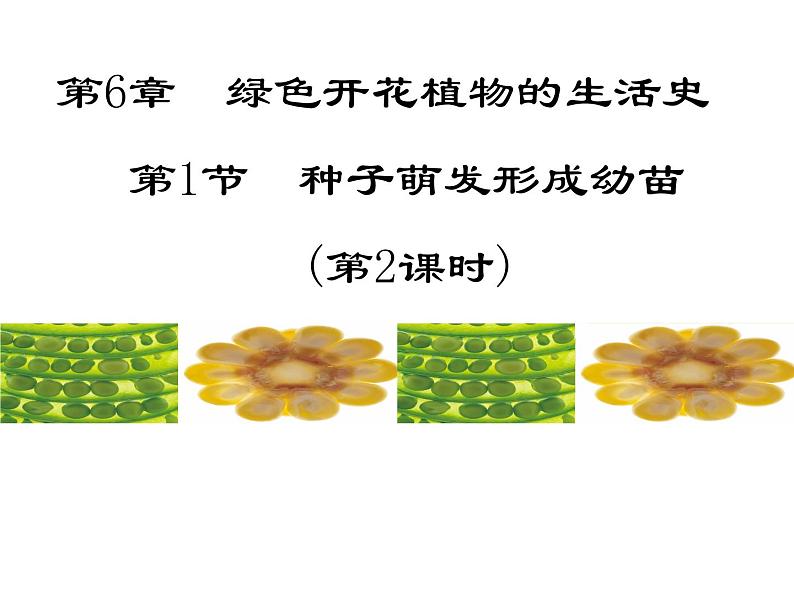 北师大版七年级上册生物  6.1 种子萌发形成幼苗 课件01