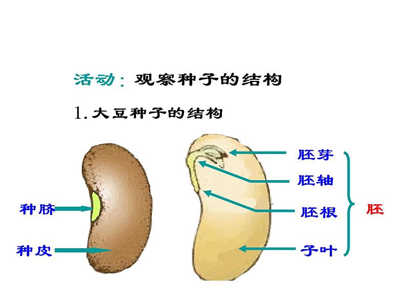 北师大版七年级上册生物  6.1 种子萌发形成幼苗 课件02