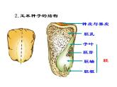 北师大版七年级上册生物  6.1 种子萌发形成幼苗 课件