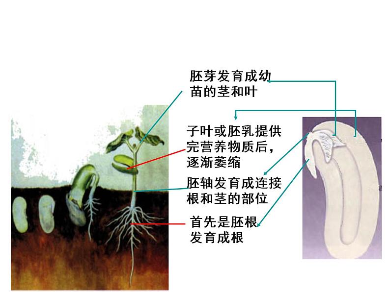 北师大版七年级上册生物  6.1 种子萌发形成幼苗 课件06